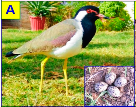 Endangered Knowledge: Bird Nests Help Farmers Predict Rain in Rajasthan