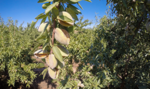 USDA photo of an almond orchard in Livingston, CA. Photo by Lance Cheung.